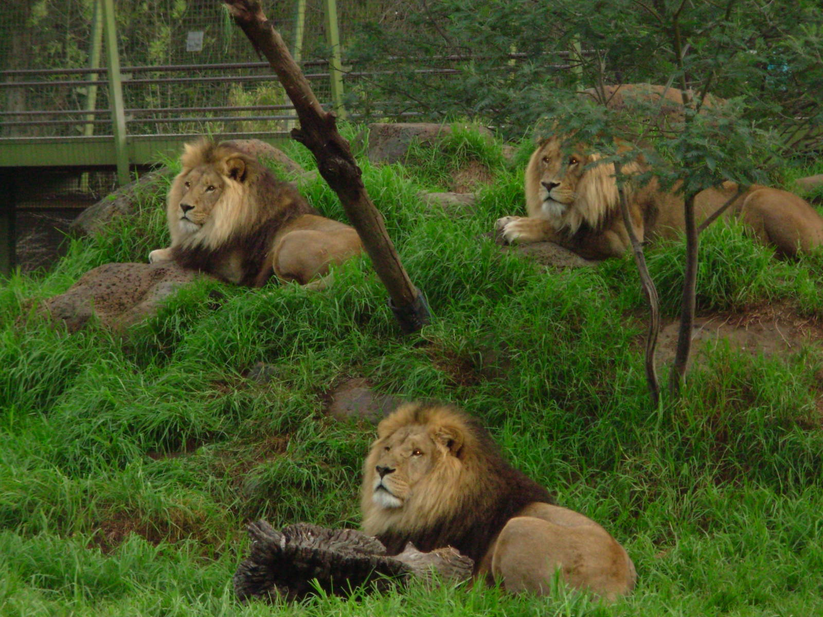 Lions - Melbourne Zoo