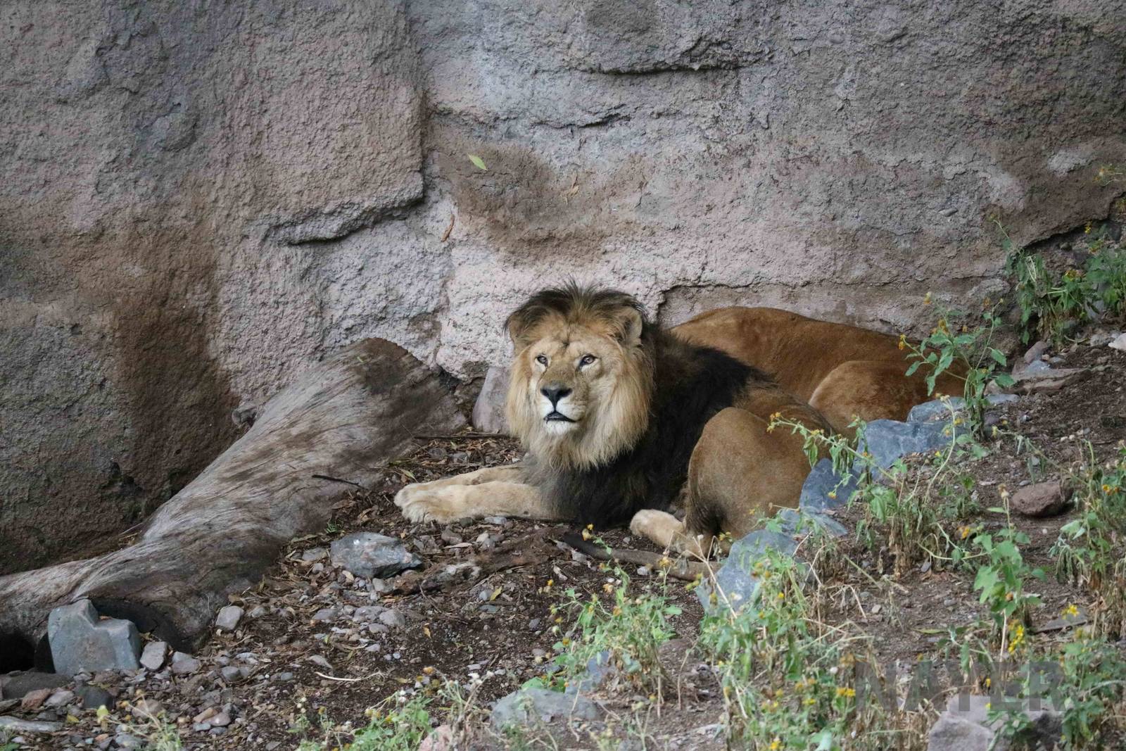 Lions - Mendoza Zoo, April 2016