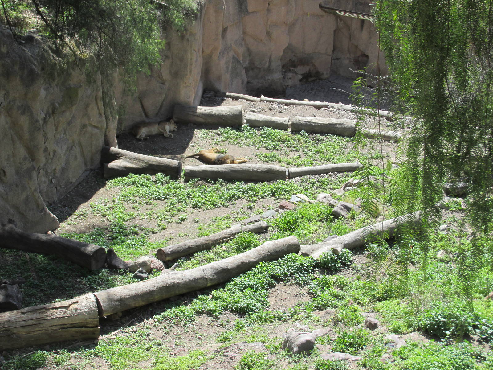 lions mendoza zoo