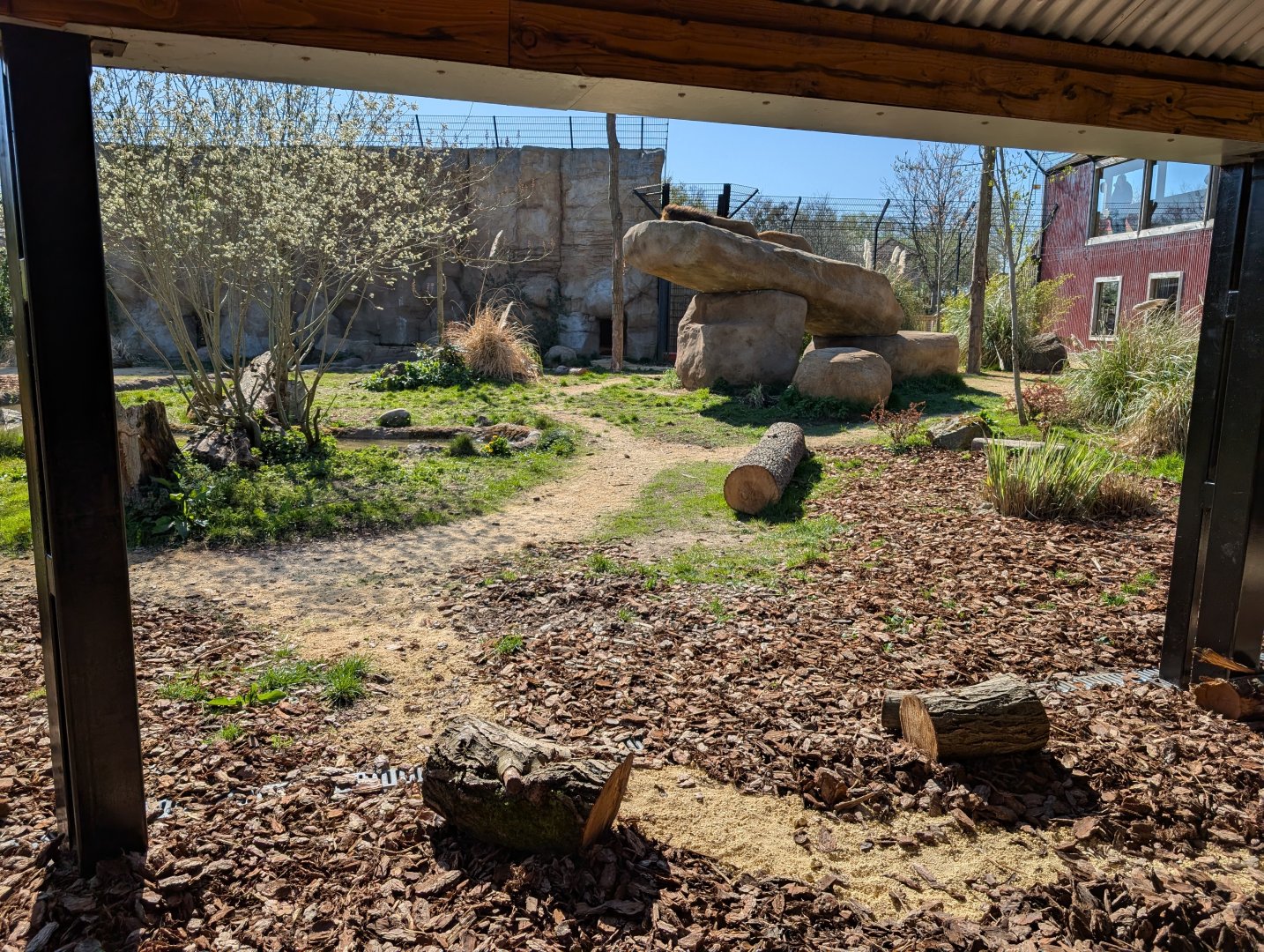 Lions Of Asia Enclosure