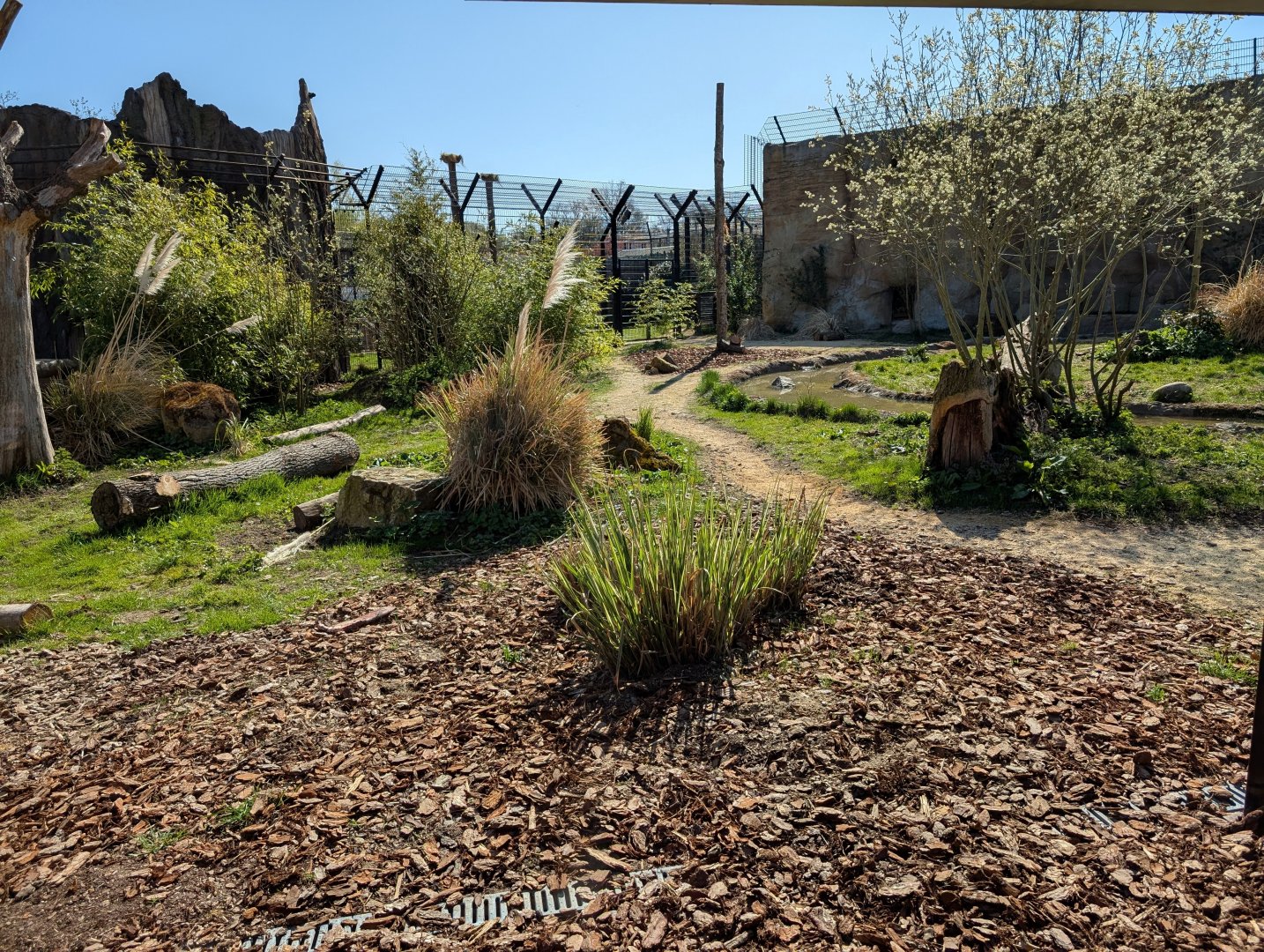 Lions Of Asia Enclosure