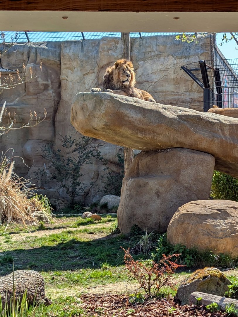 Lions Of Asia Enclosure