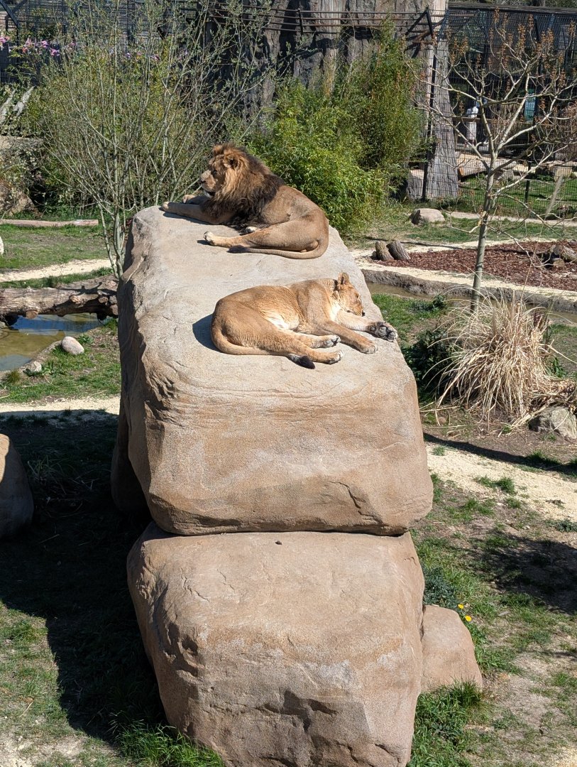 Lions Of Asia Enclosure