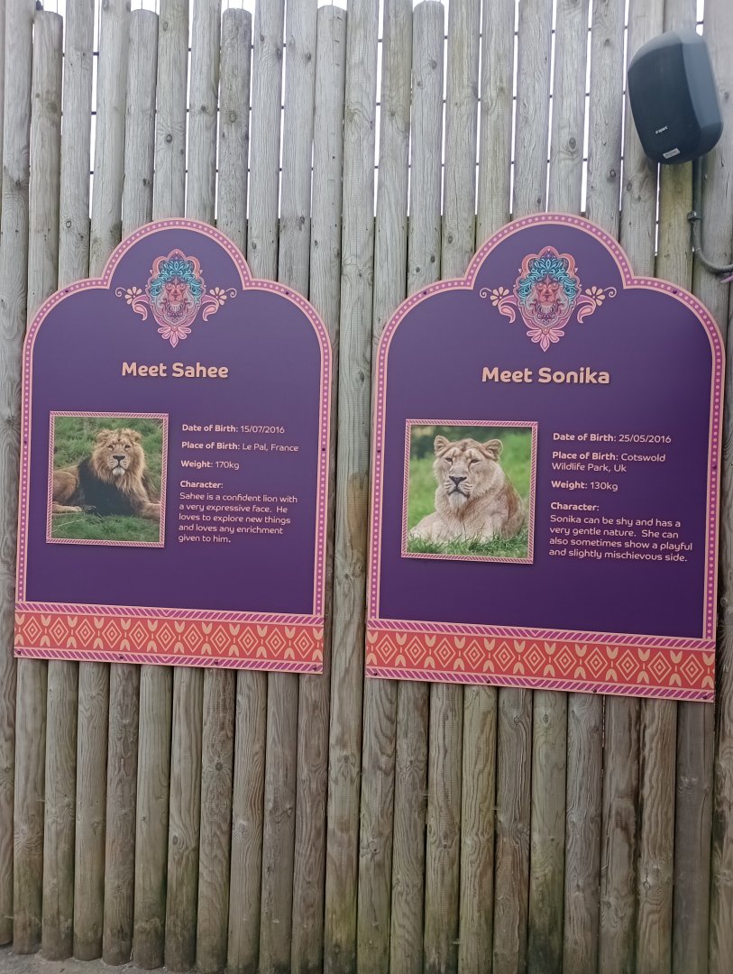 LIONS OF INDIA-Lions sings