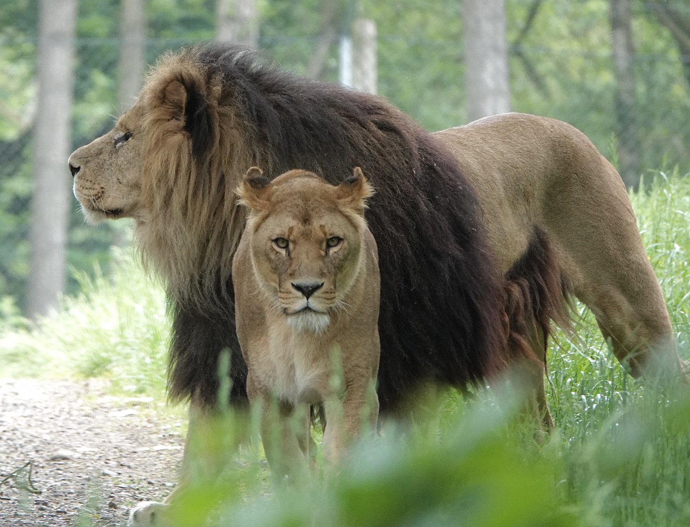 Lions of Knowsley