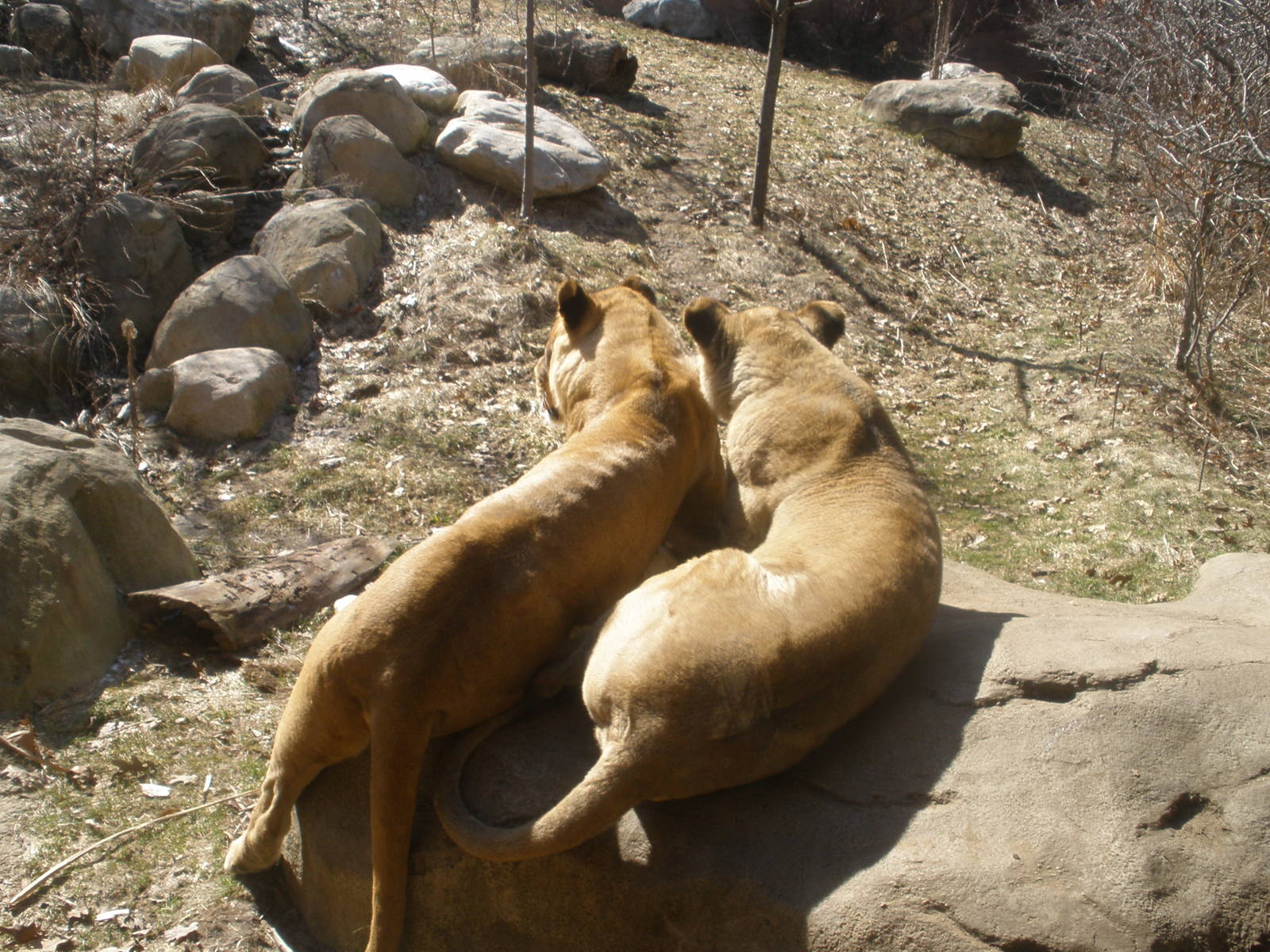 Lions of Lake Manyara