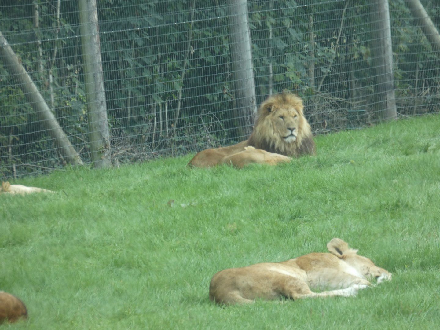 Lions of Longleat