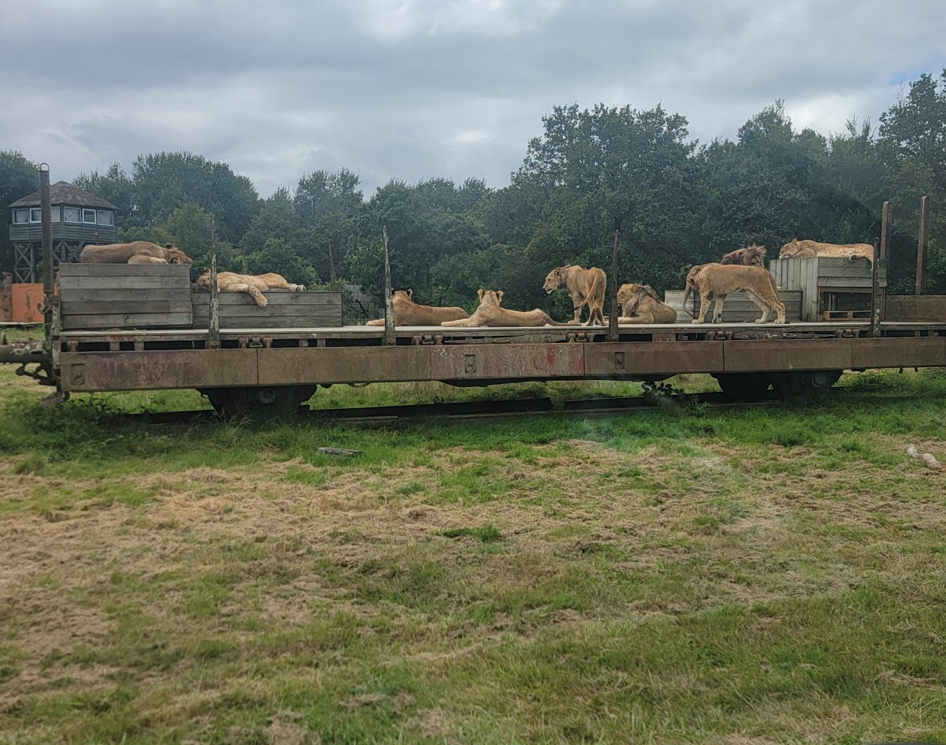 Lions on a train