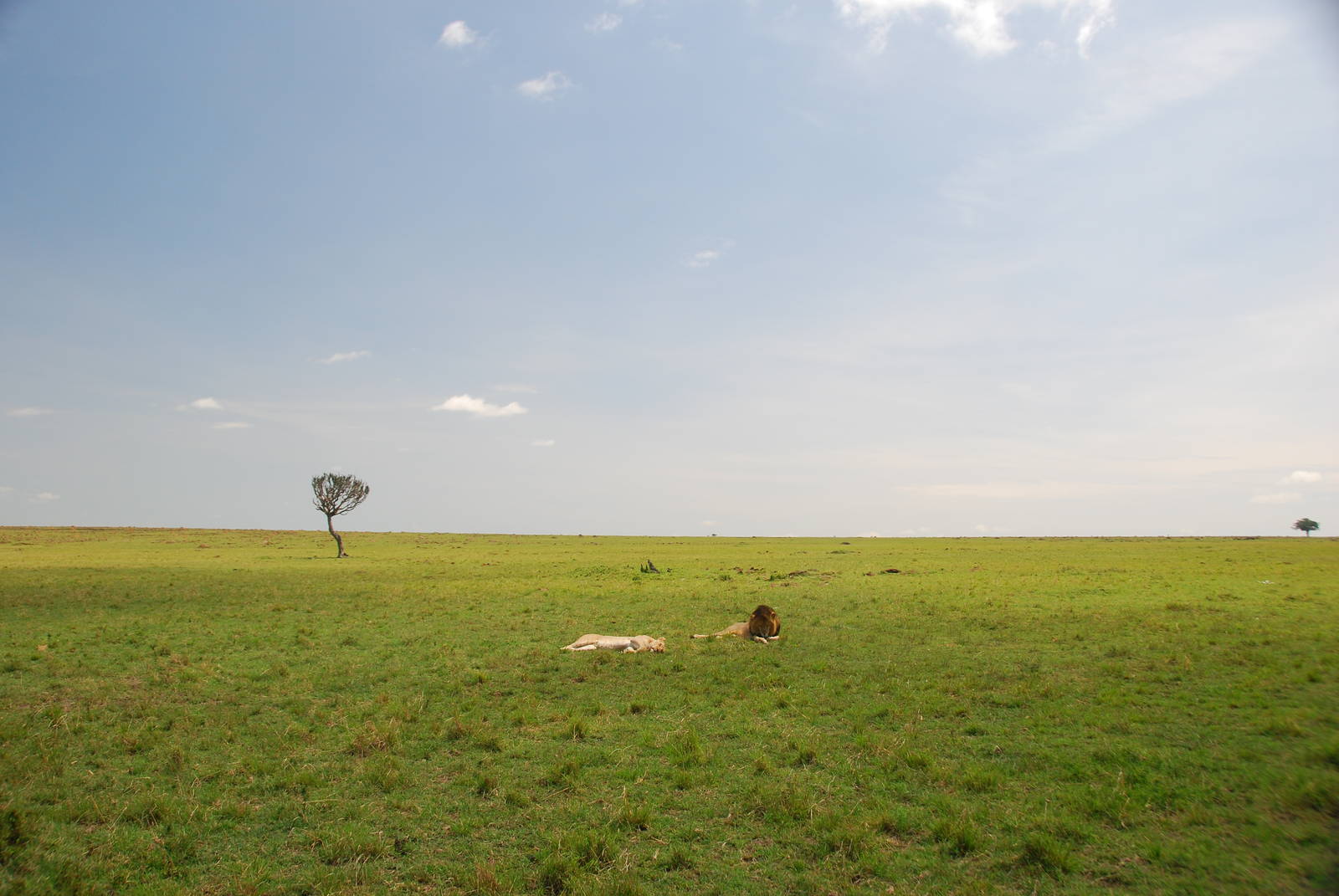 Lions on the Savanna - Masai Mara NR