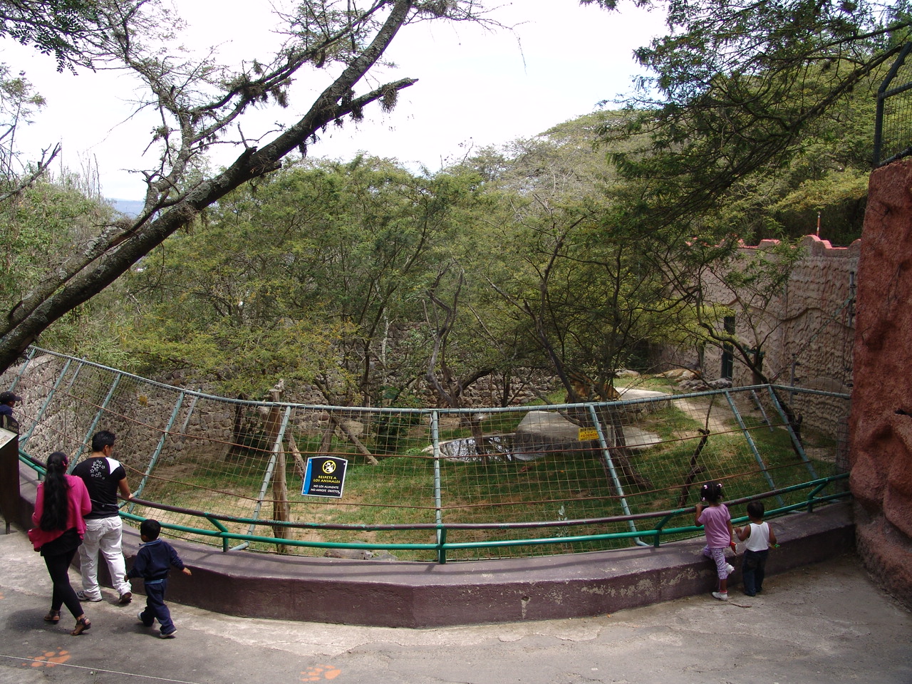 Lion's (Panthera leo) enclosure