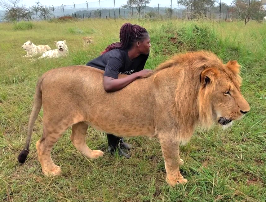 Lions (Panthera leo) with the animal caretaker