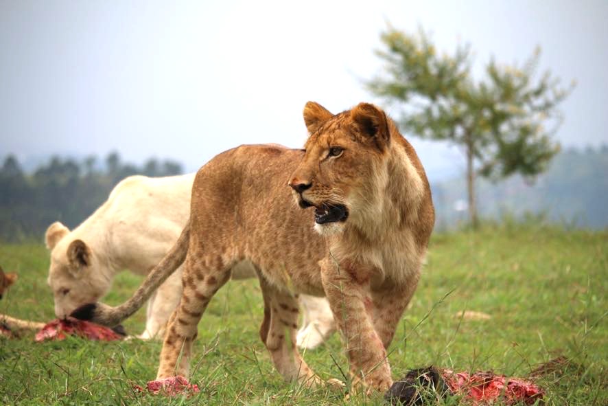 Lions (Pathera leo)