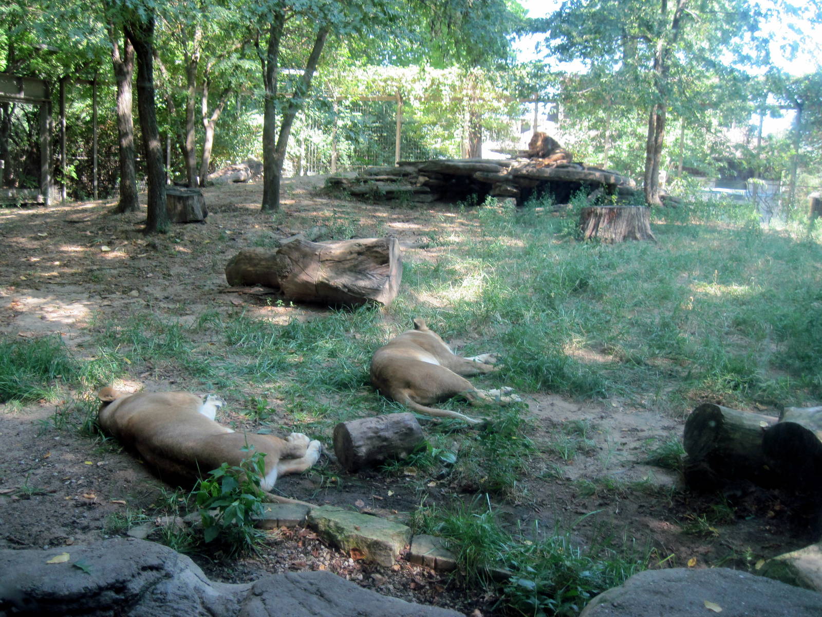 Lions Pride-African Lions