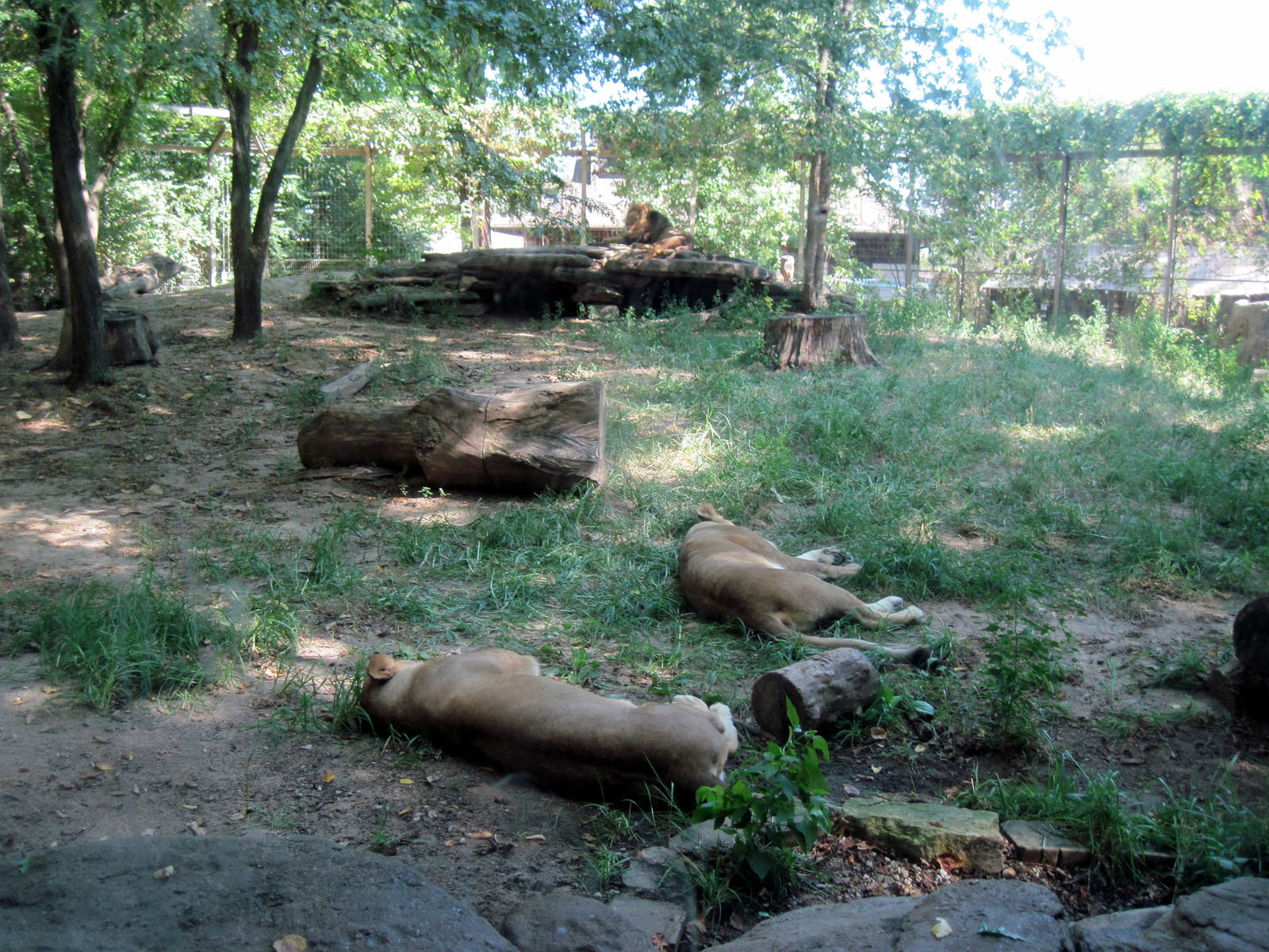 Lions Pride-African Lions