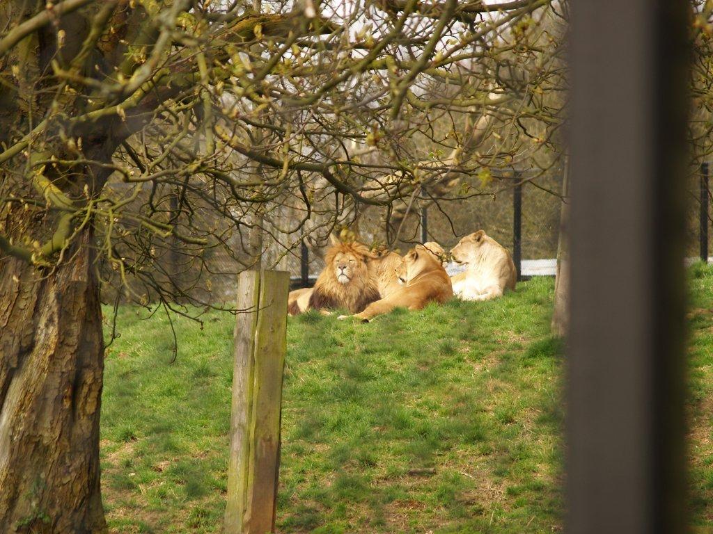 Lions relaxing after eating