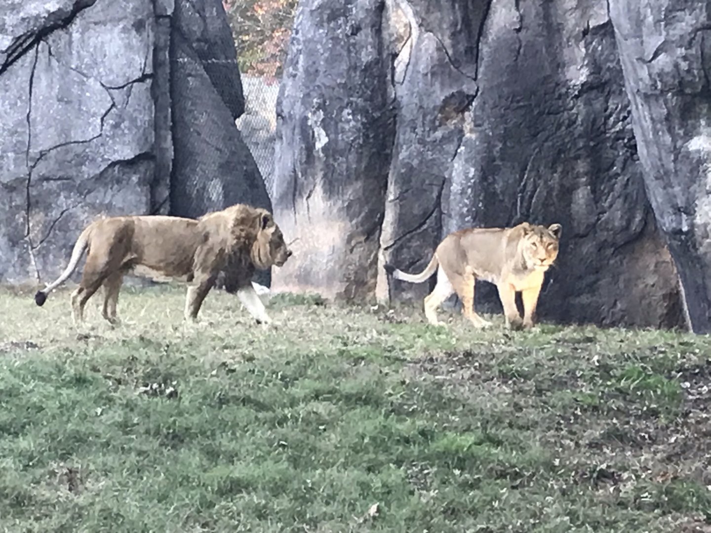 Lions "Riley" and "Mekita"