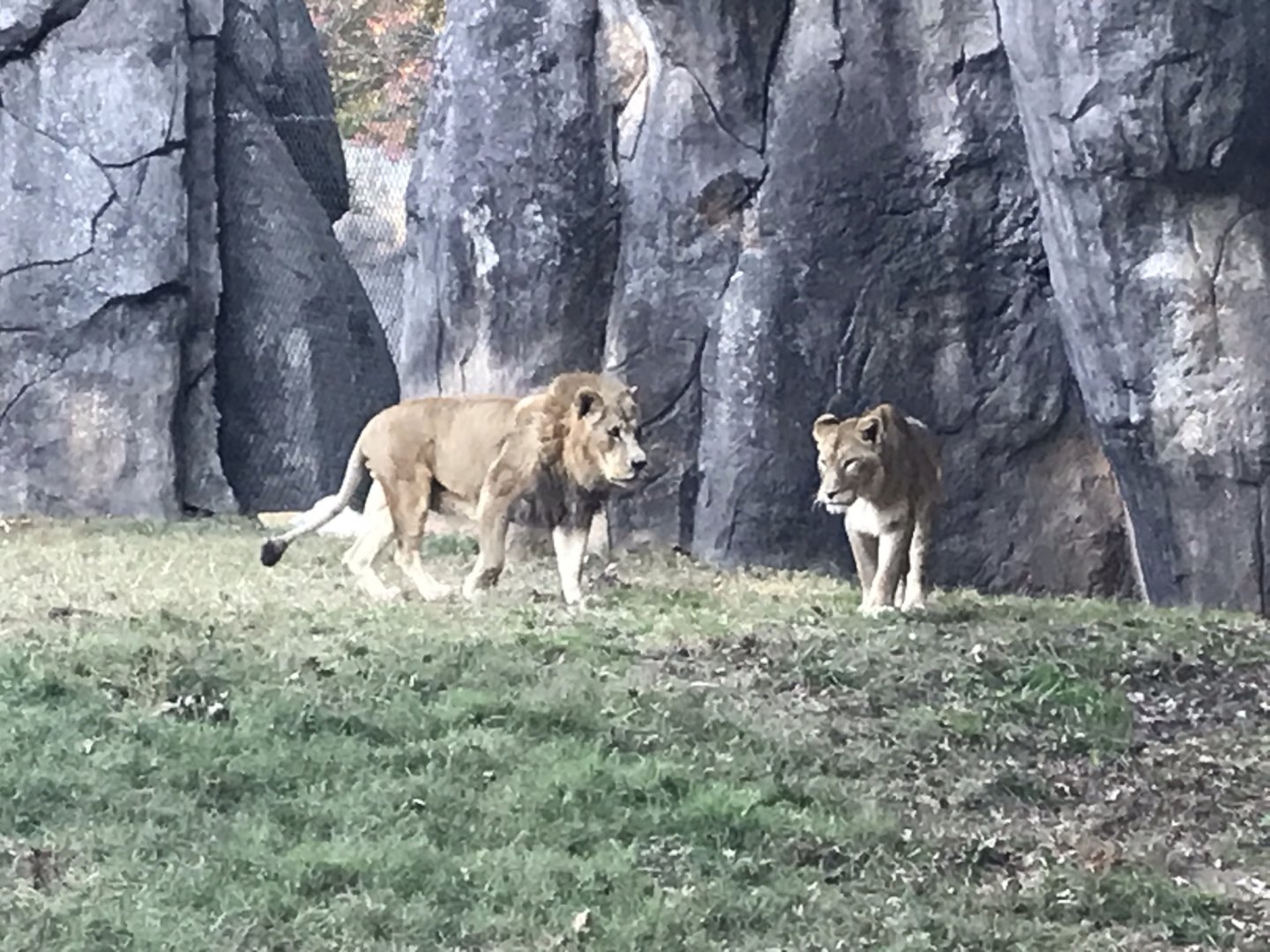 Lions "Riley" and "Mekita"