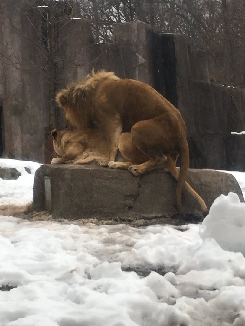 Lions saving the species...
