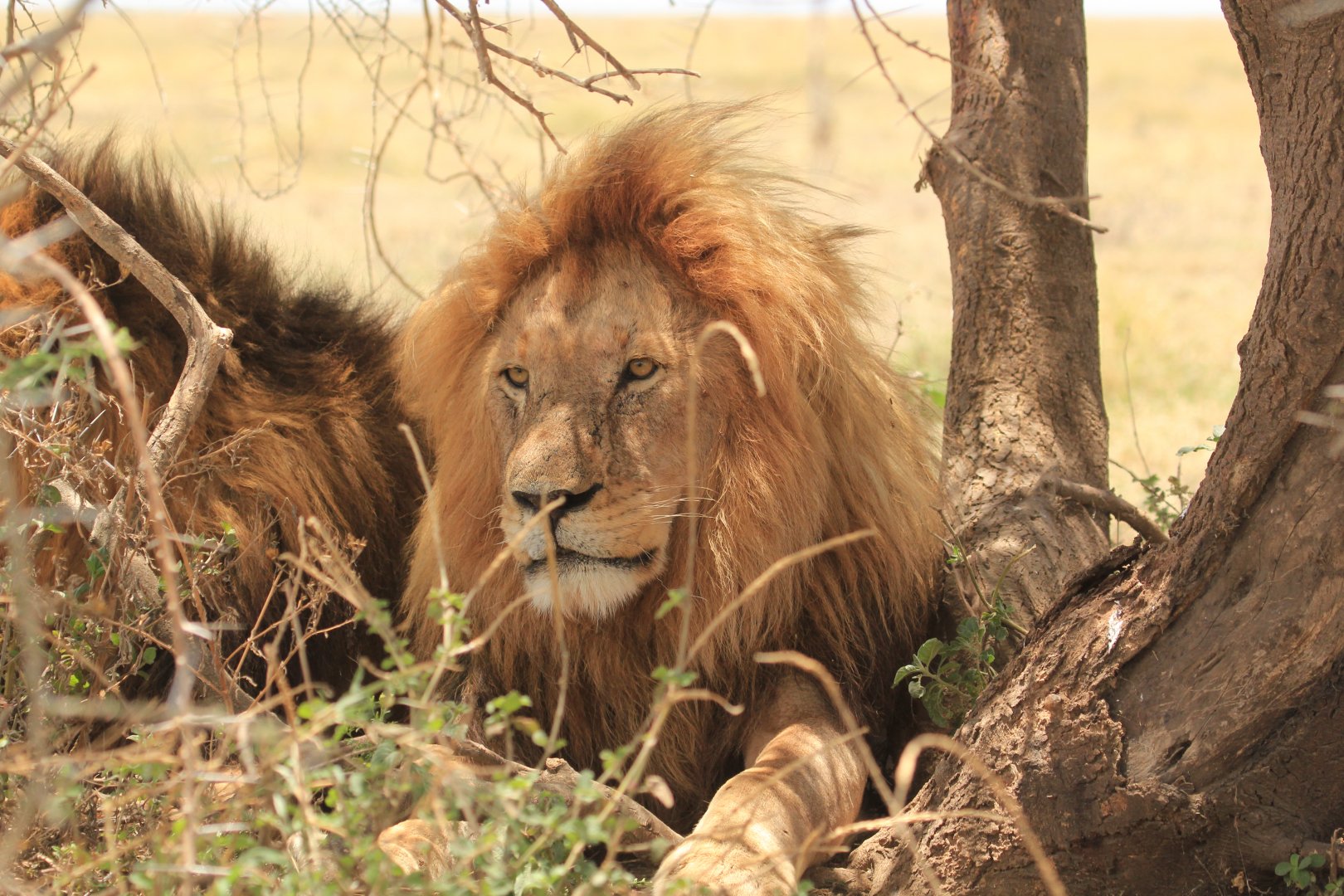 Lions - Serengeti (September 2018)