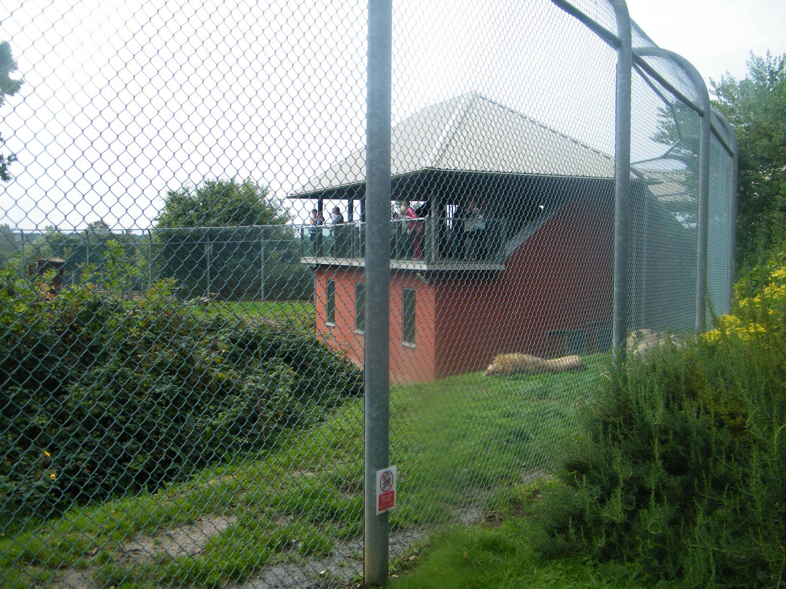 Lions sleeping in front of their house