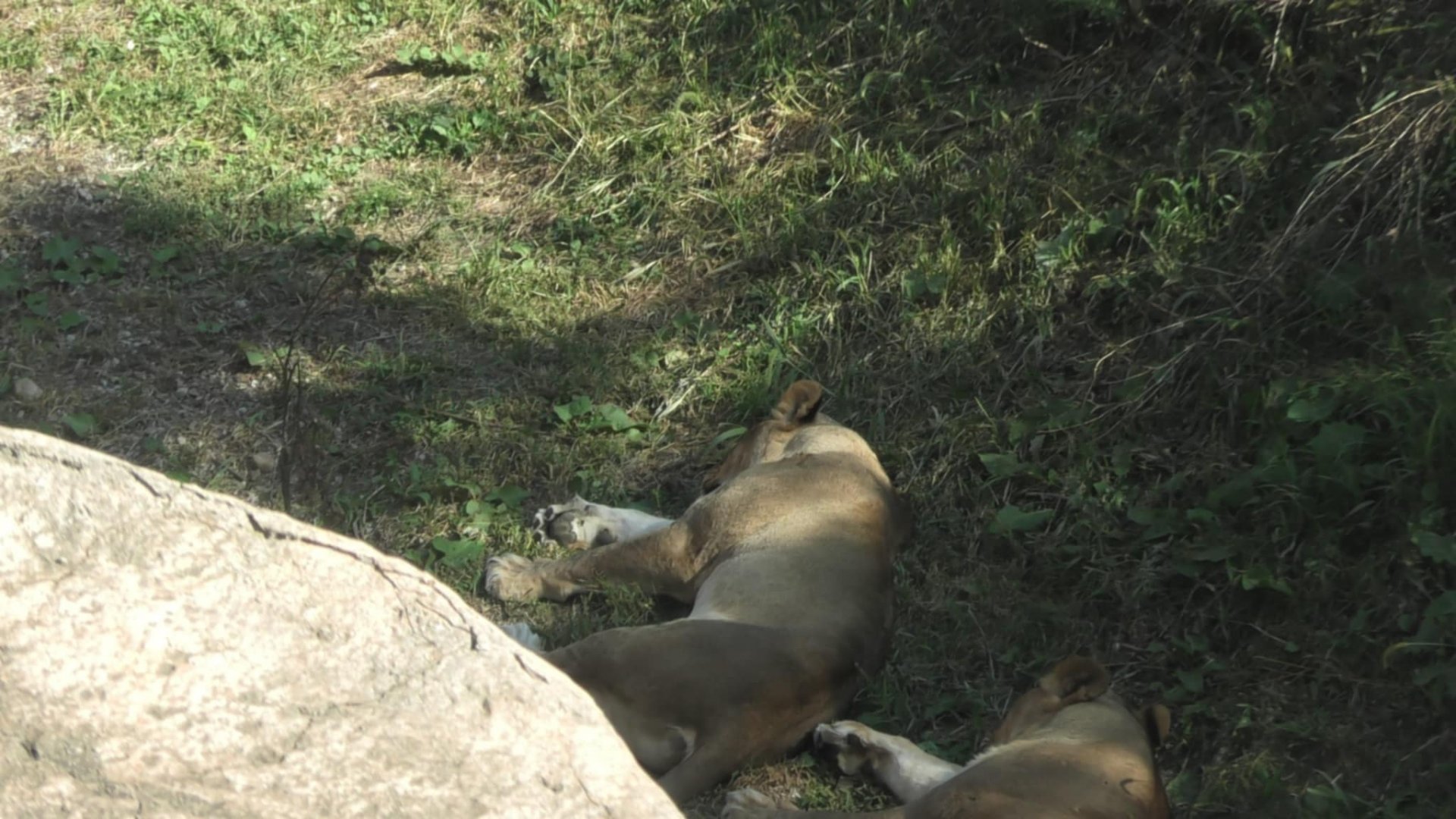 Lions sleeping