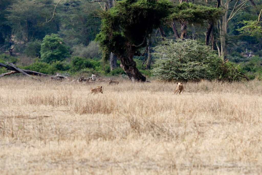 Lions stalking warthogs