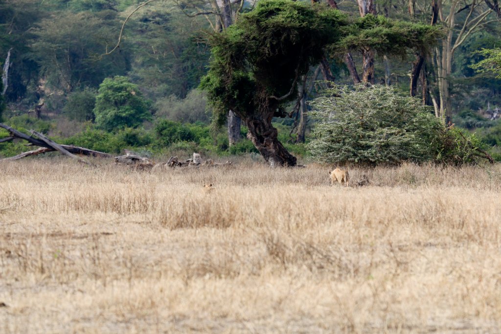 Lions stalking warthogs