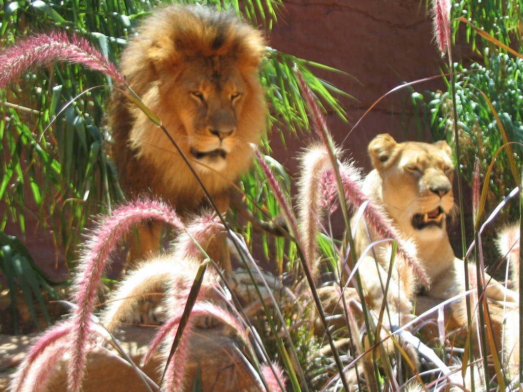 Lions - Taronga 2007
