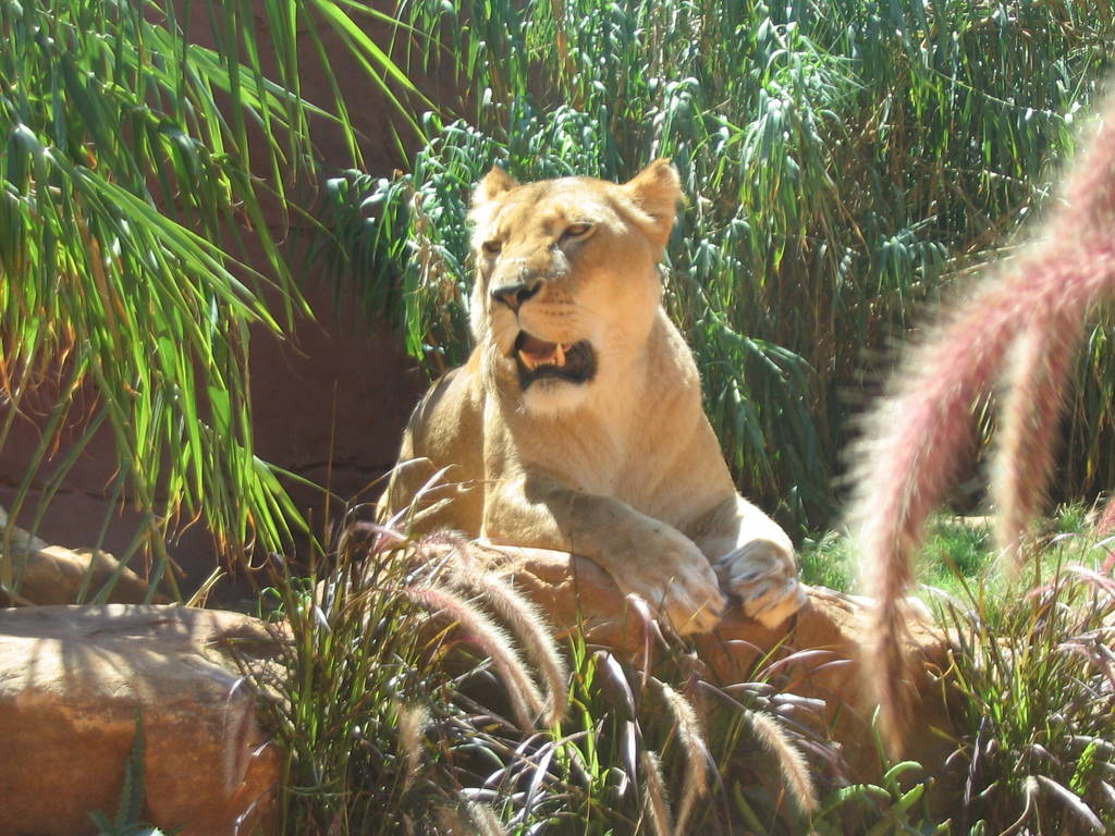 lions - taronga 2007