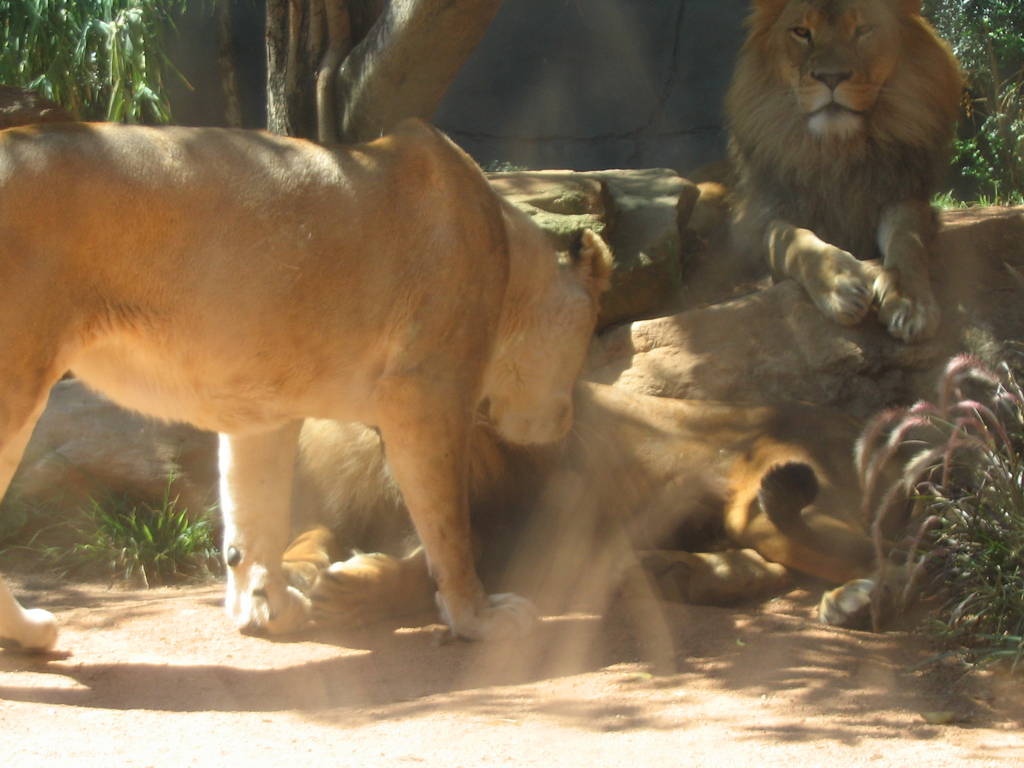 lions - taronga 2007