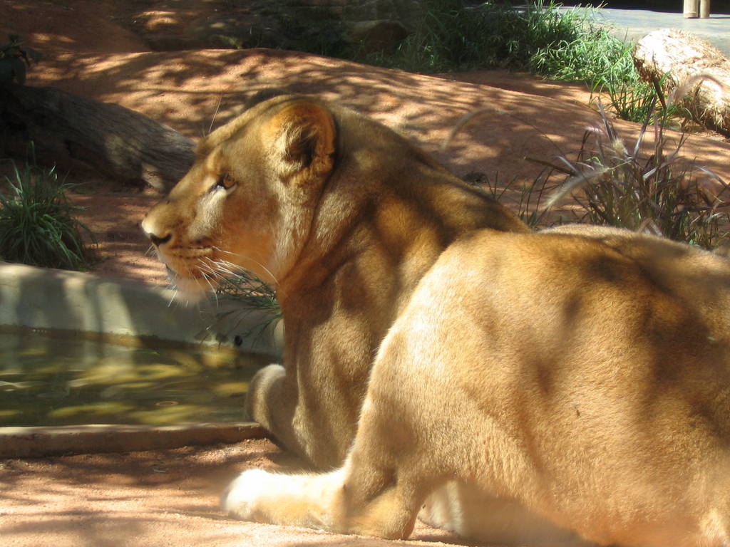 lions - taronga 2007
