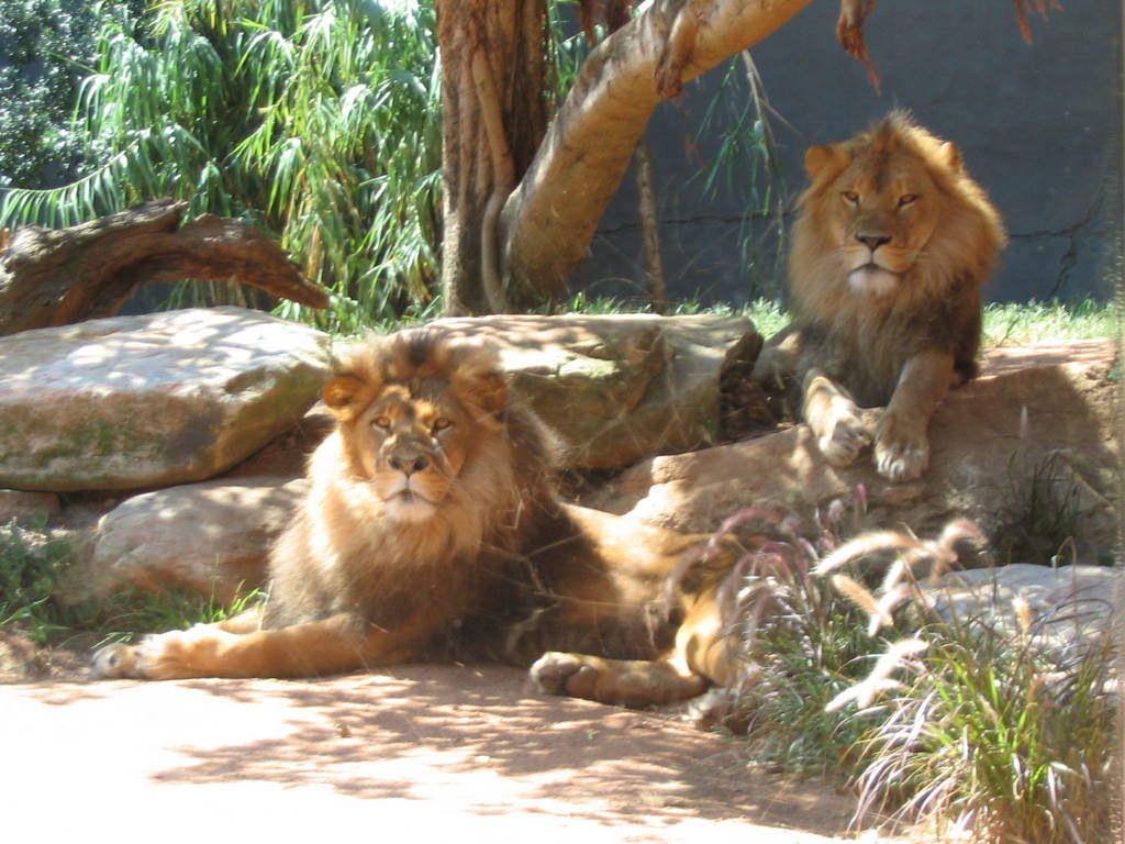 lions - taronga zoo