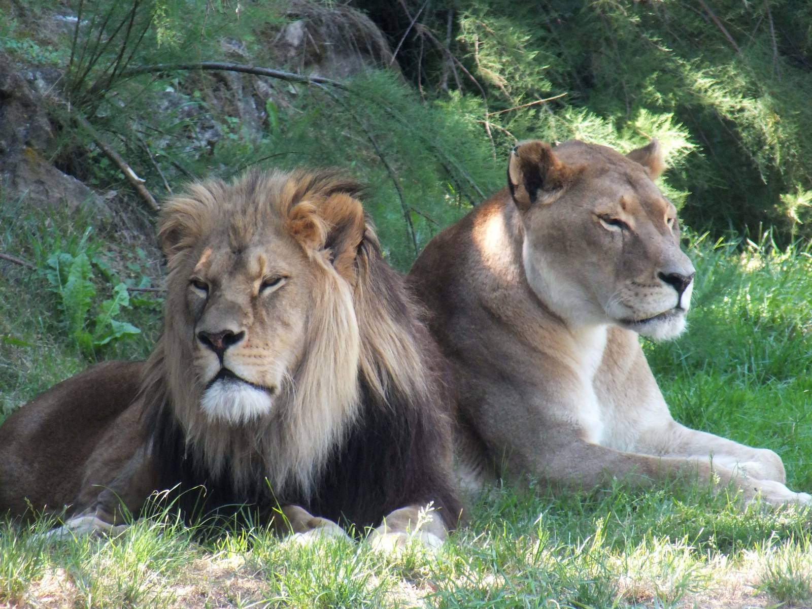 Lions, Tierwelt Herberstein