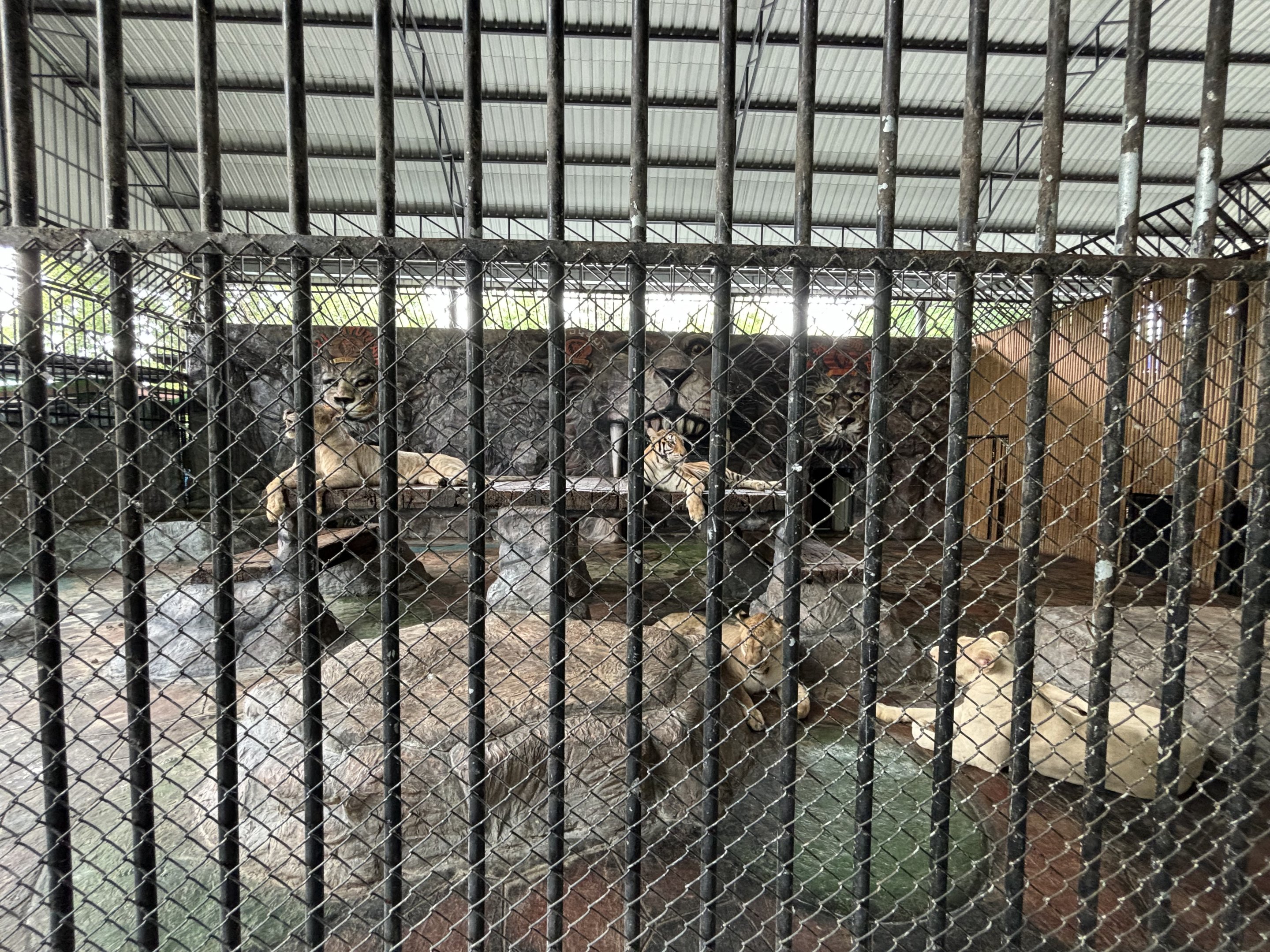 Lions + Tigers + Ligers! - Lion Park