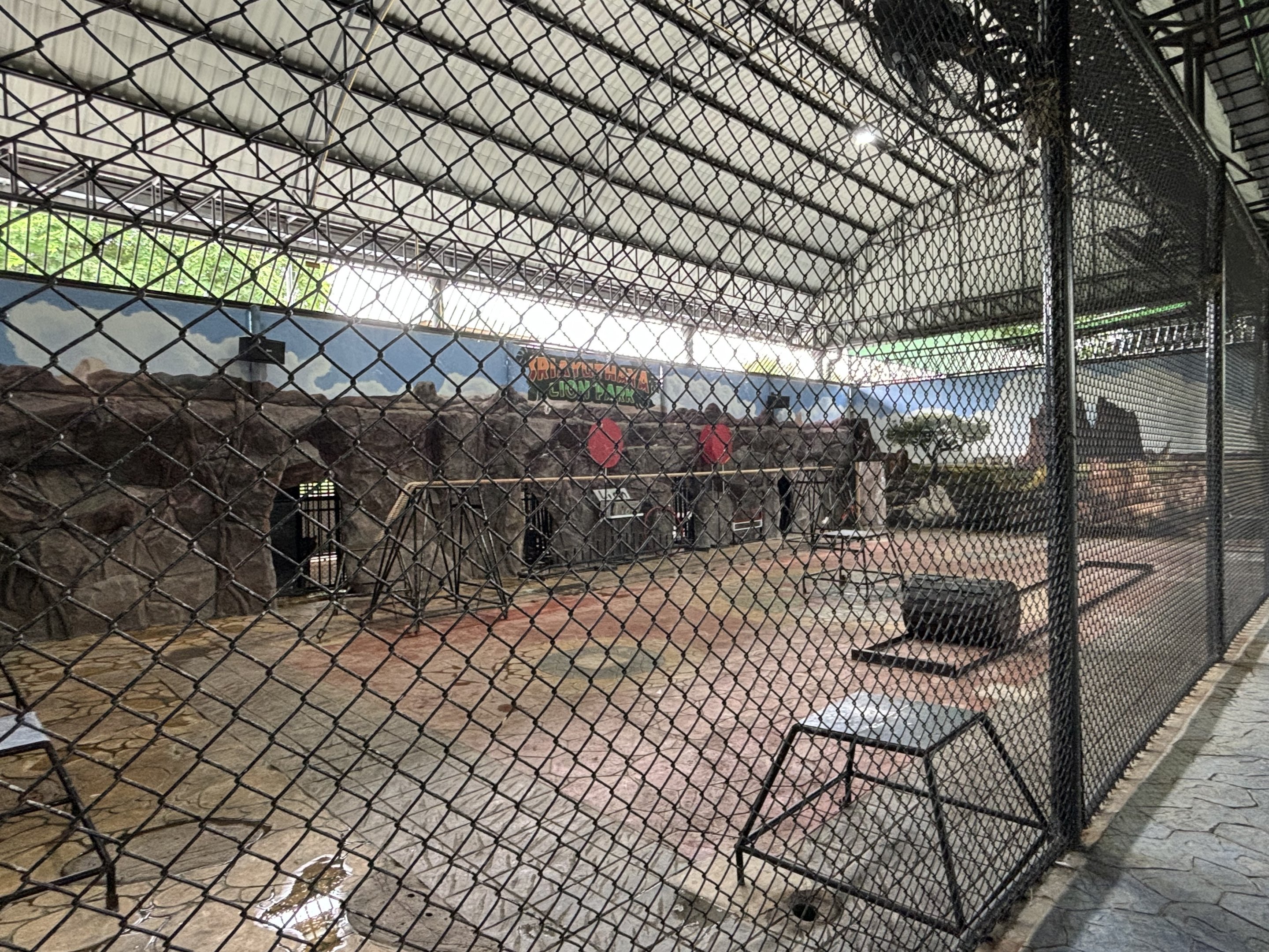 Lions + Tigers + Ligers! - Lion Park