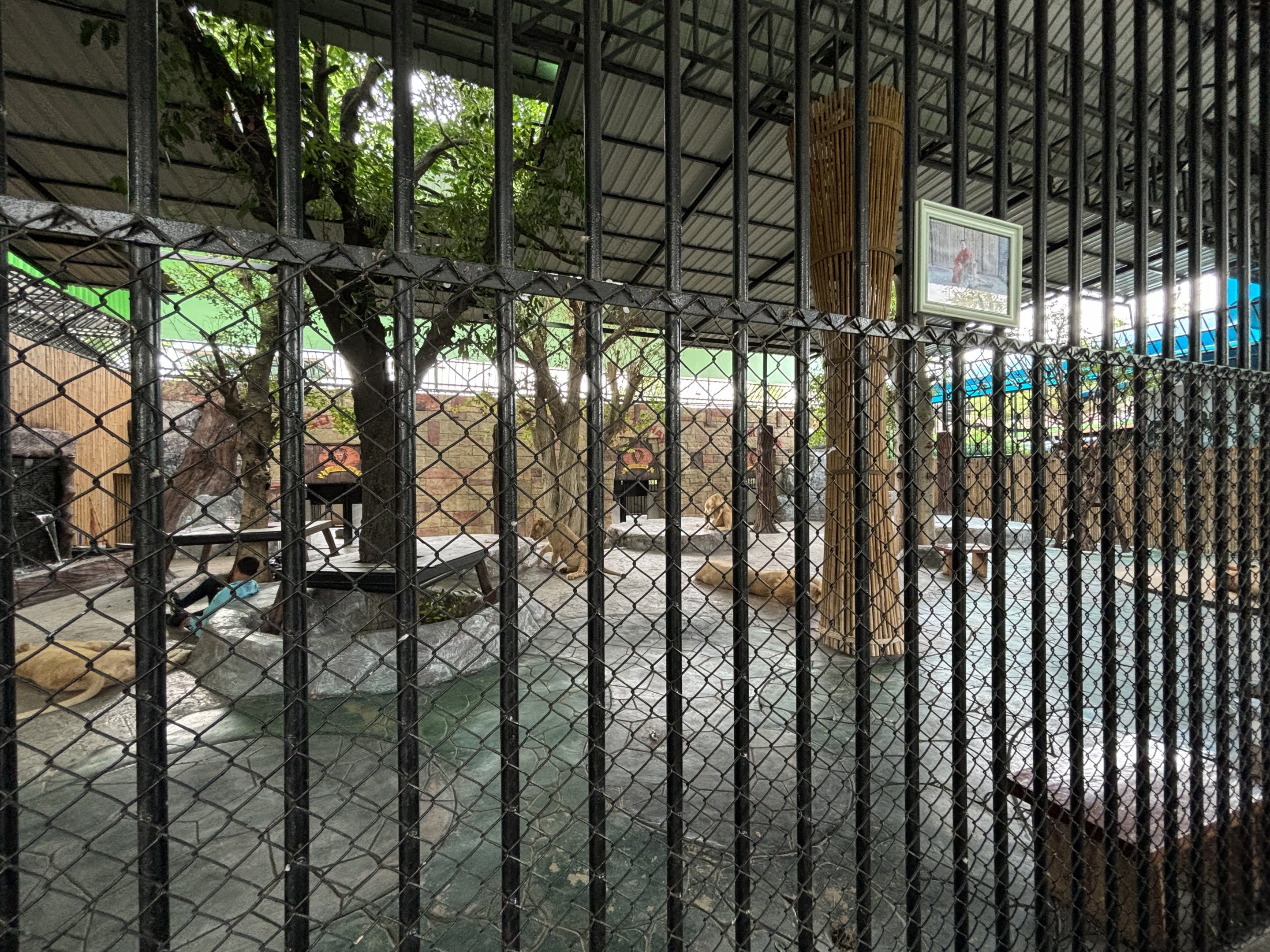 Lions + Tigers + Ligers! - Lion Park