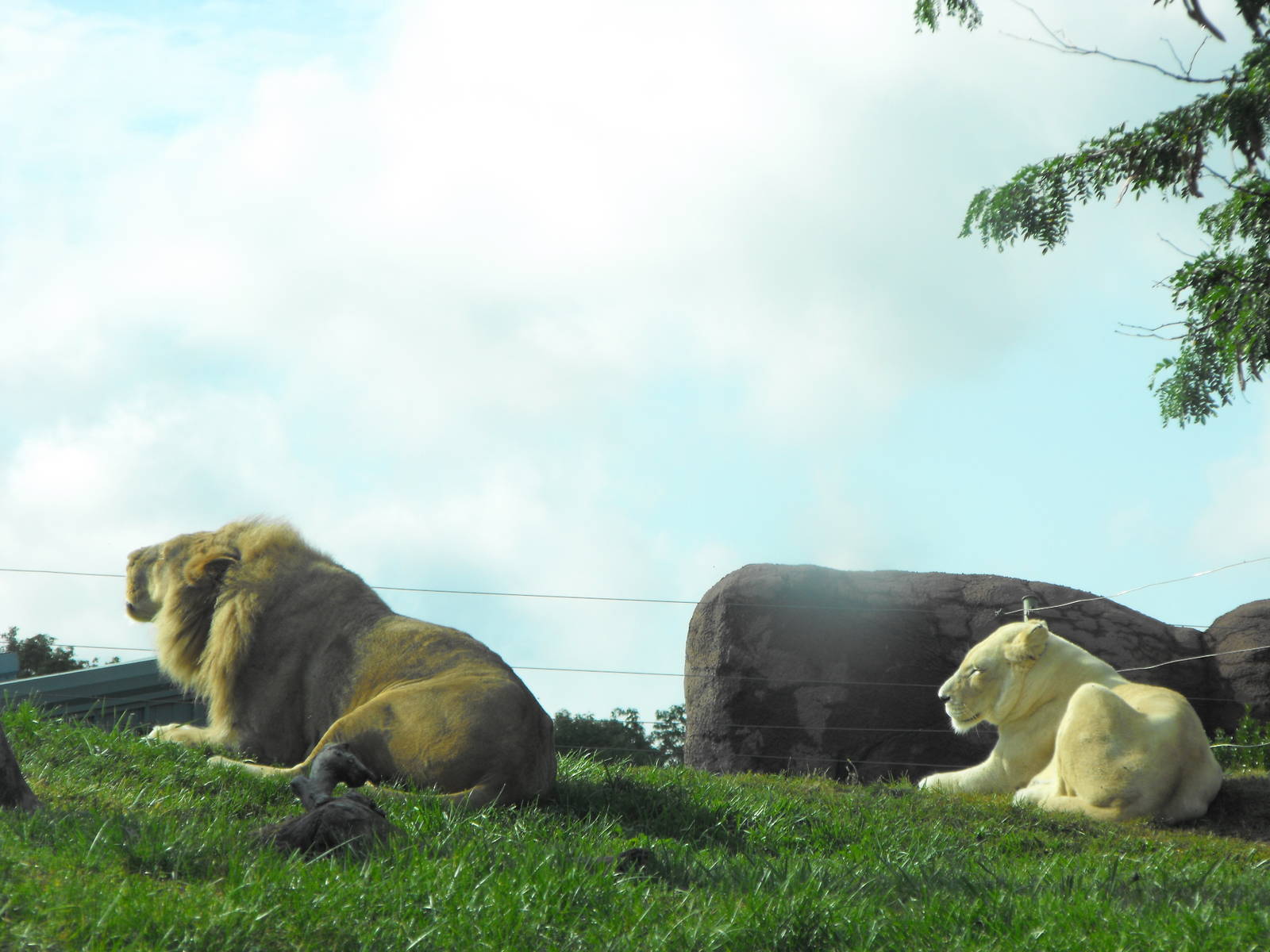 Lions - Toronto Zoo