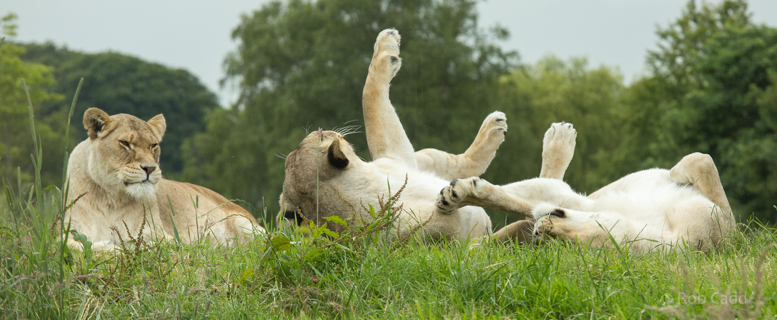 Lions : Whipsnade : 29 Jun 2014