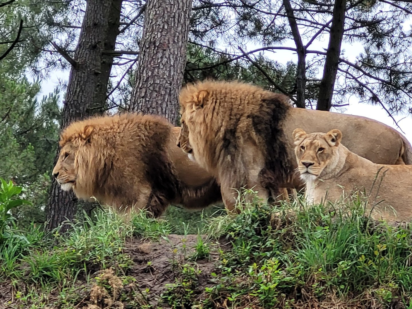 Lions -Zoo du bassin d'Arcachon (2024)