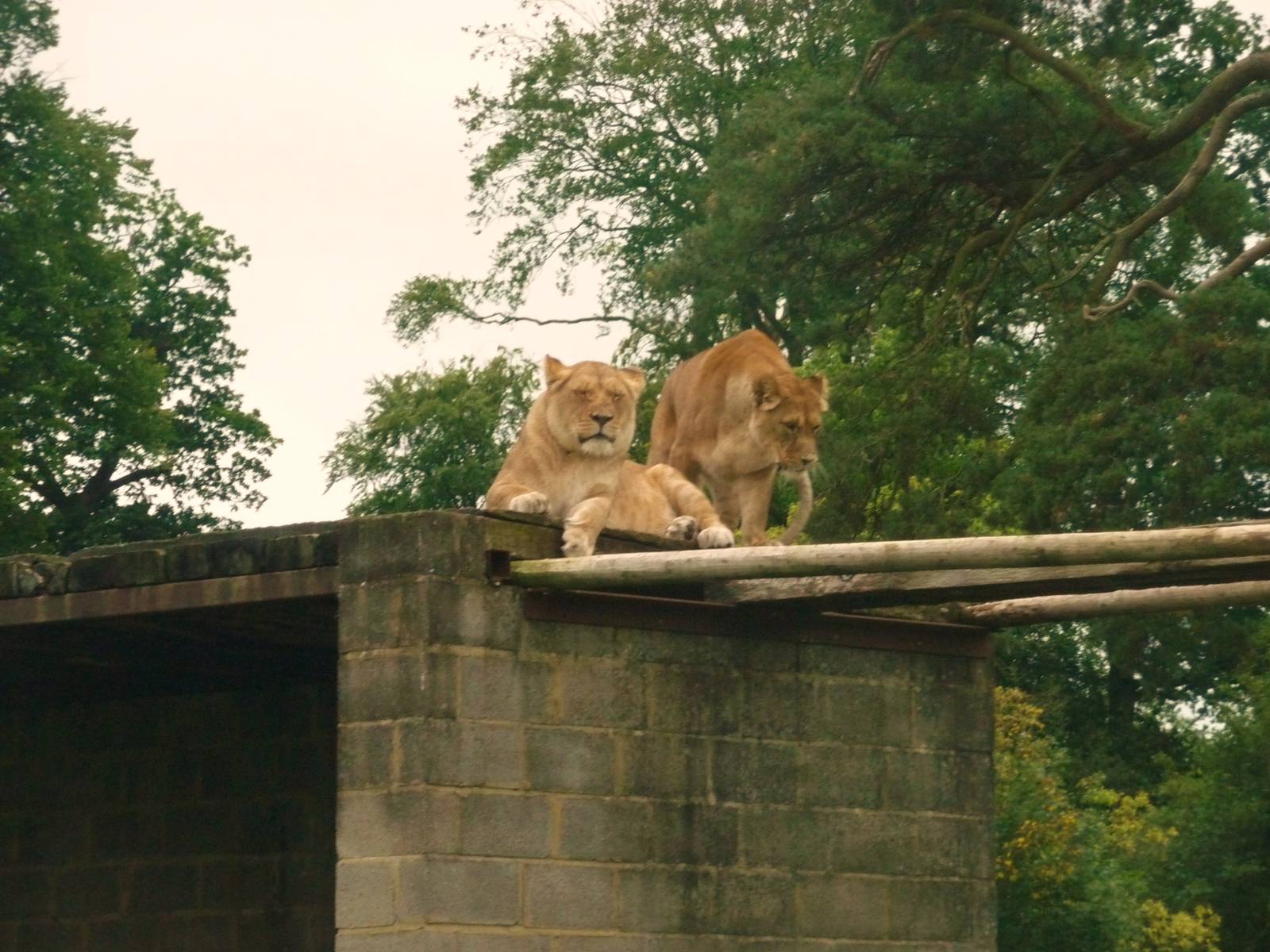 lions