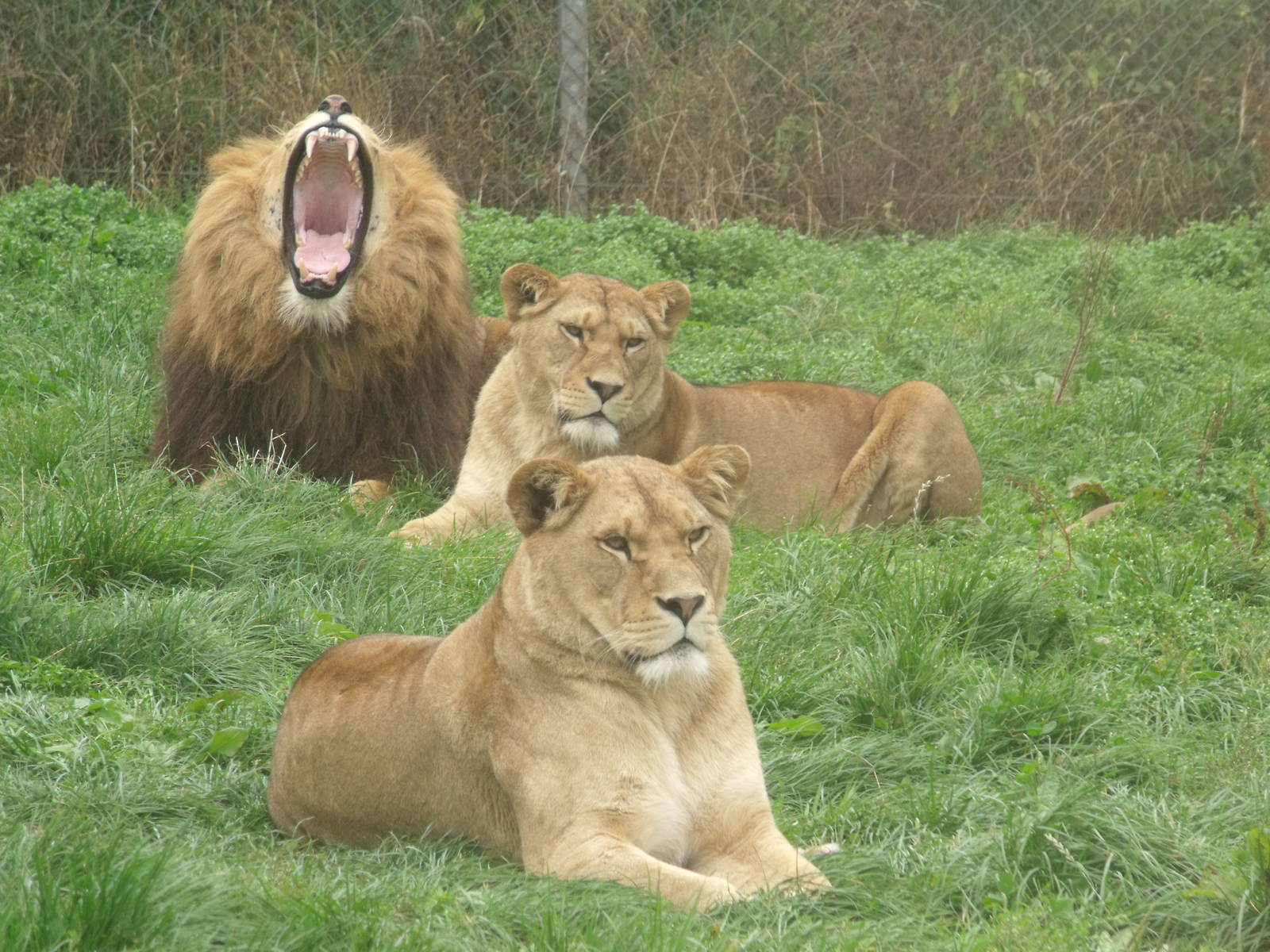 Lions