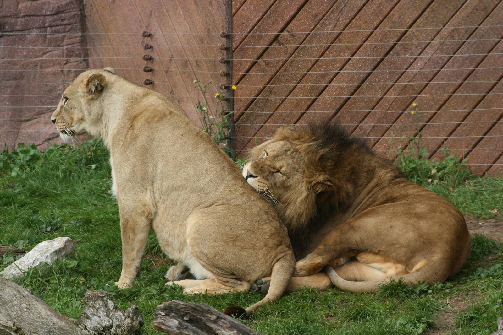 Lions