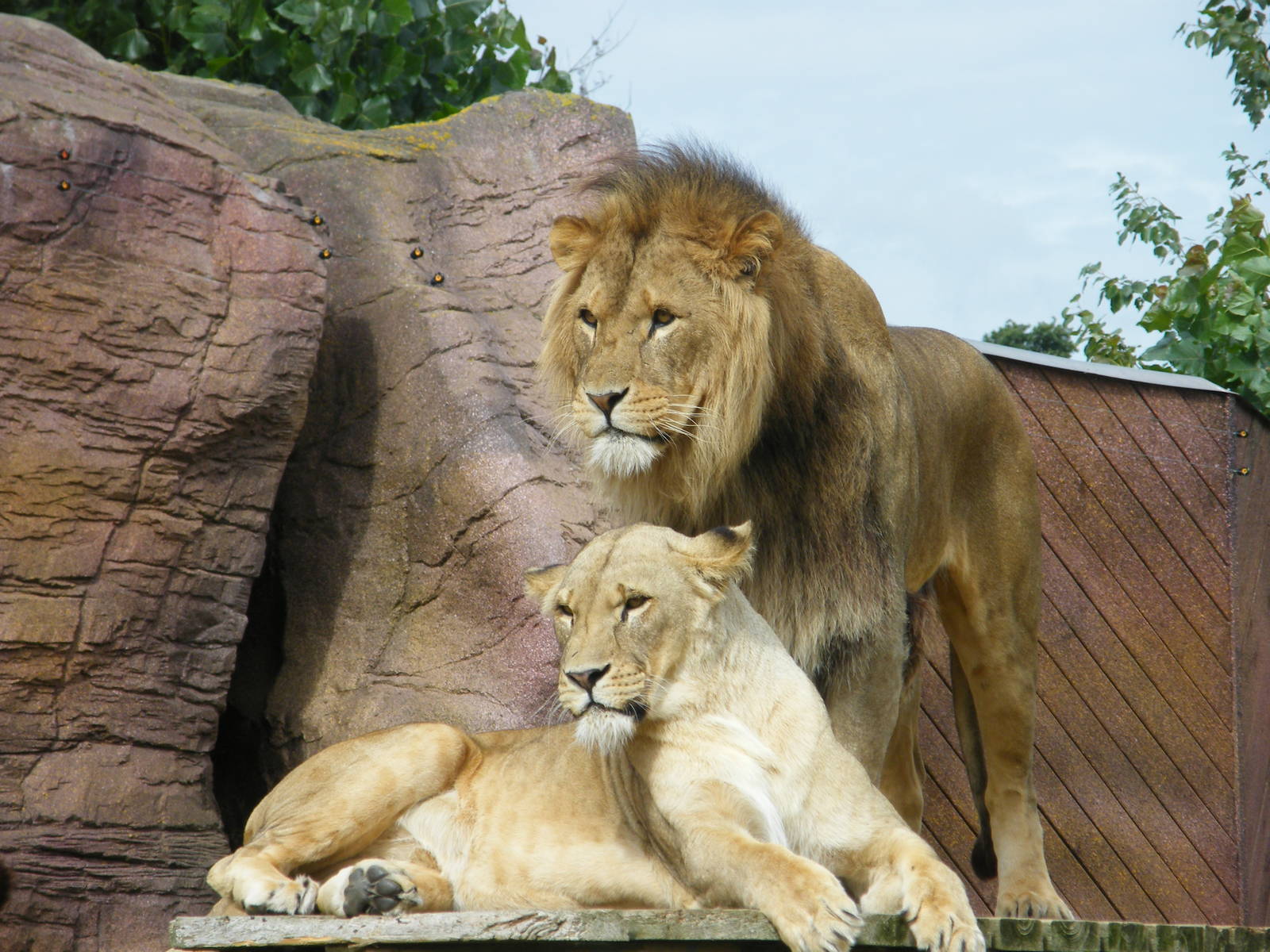 lions