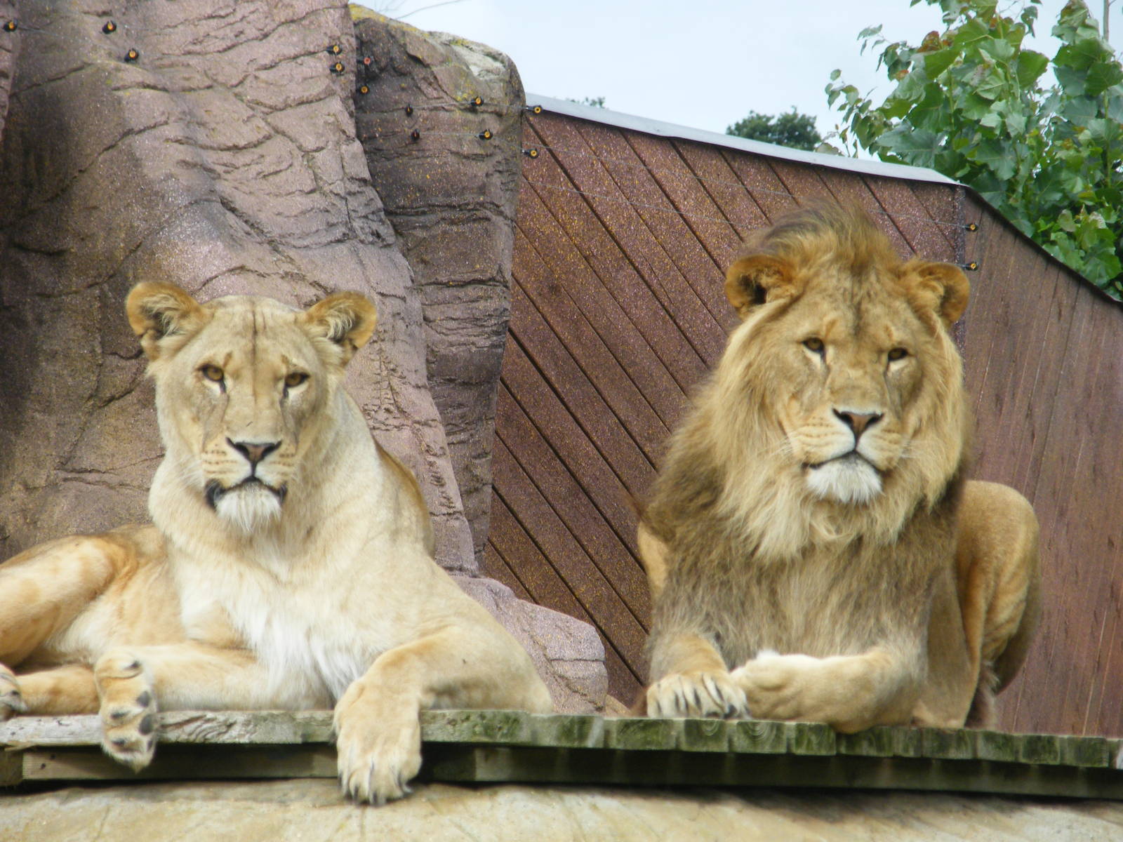 lions