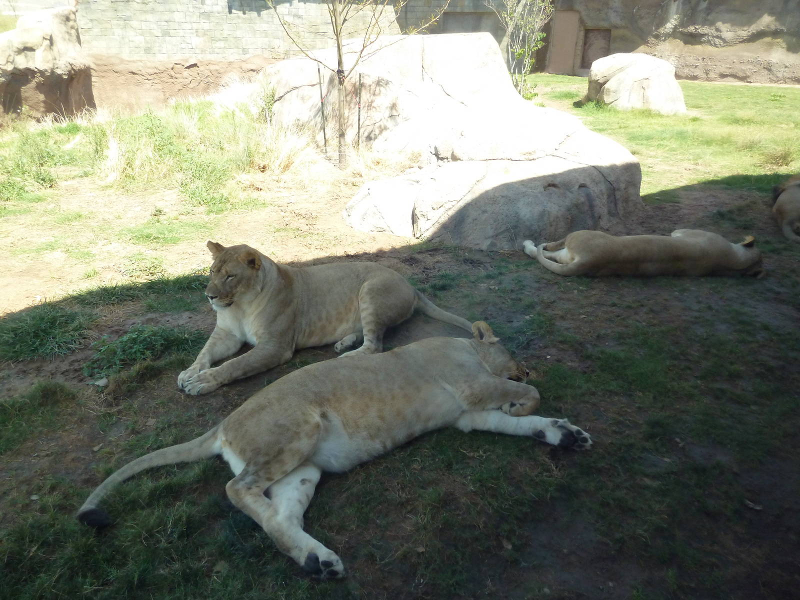 Lions