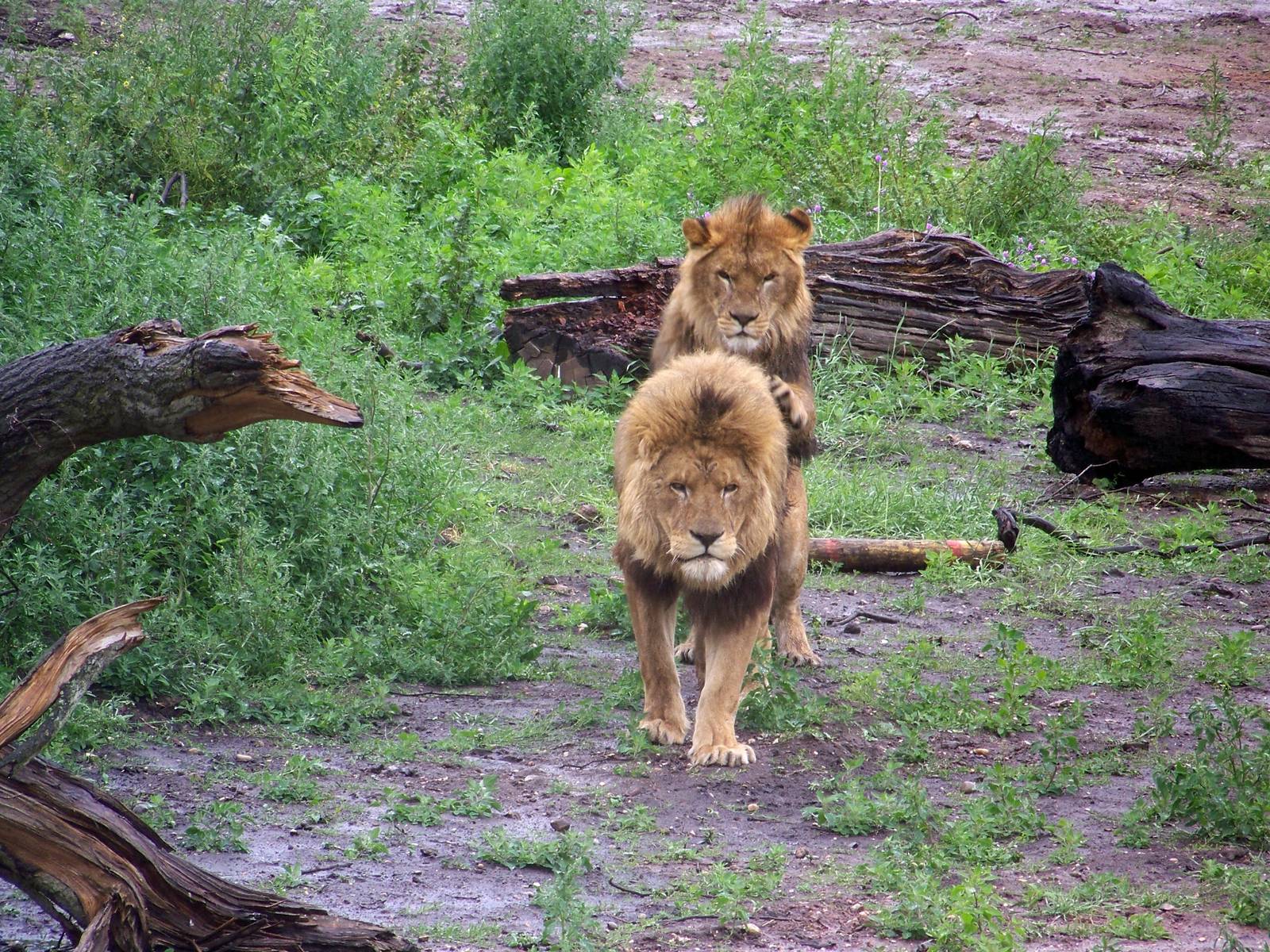 lions