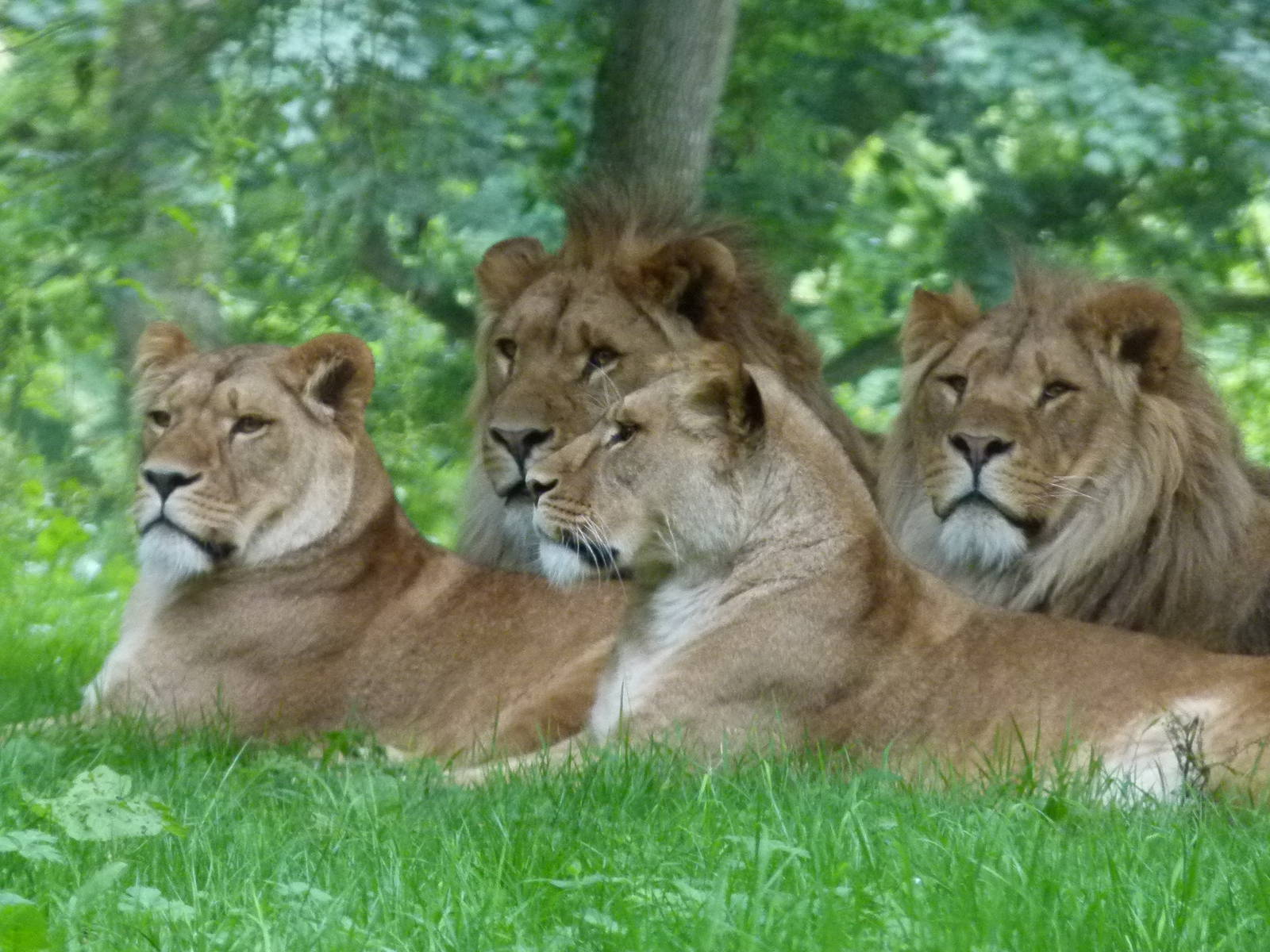 Lions