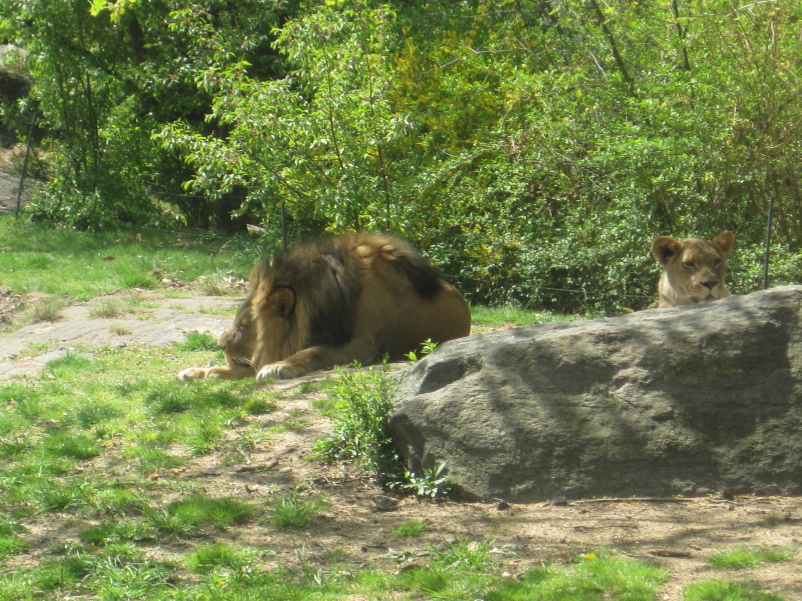 Lions