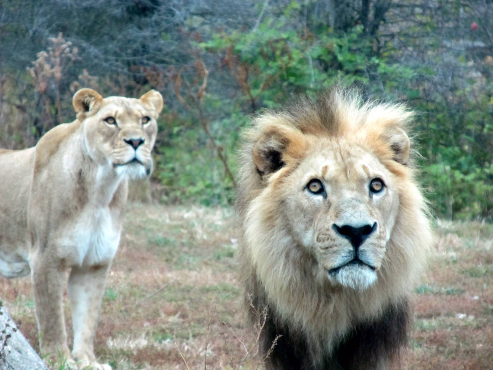 Lions