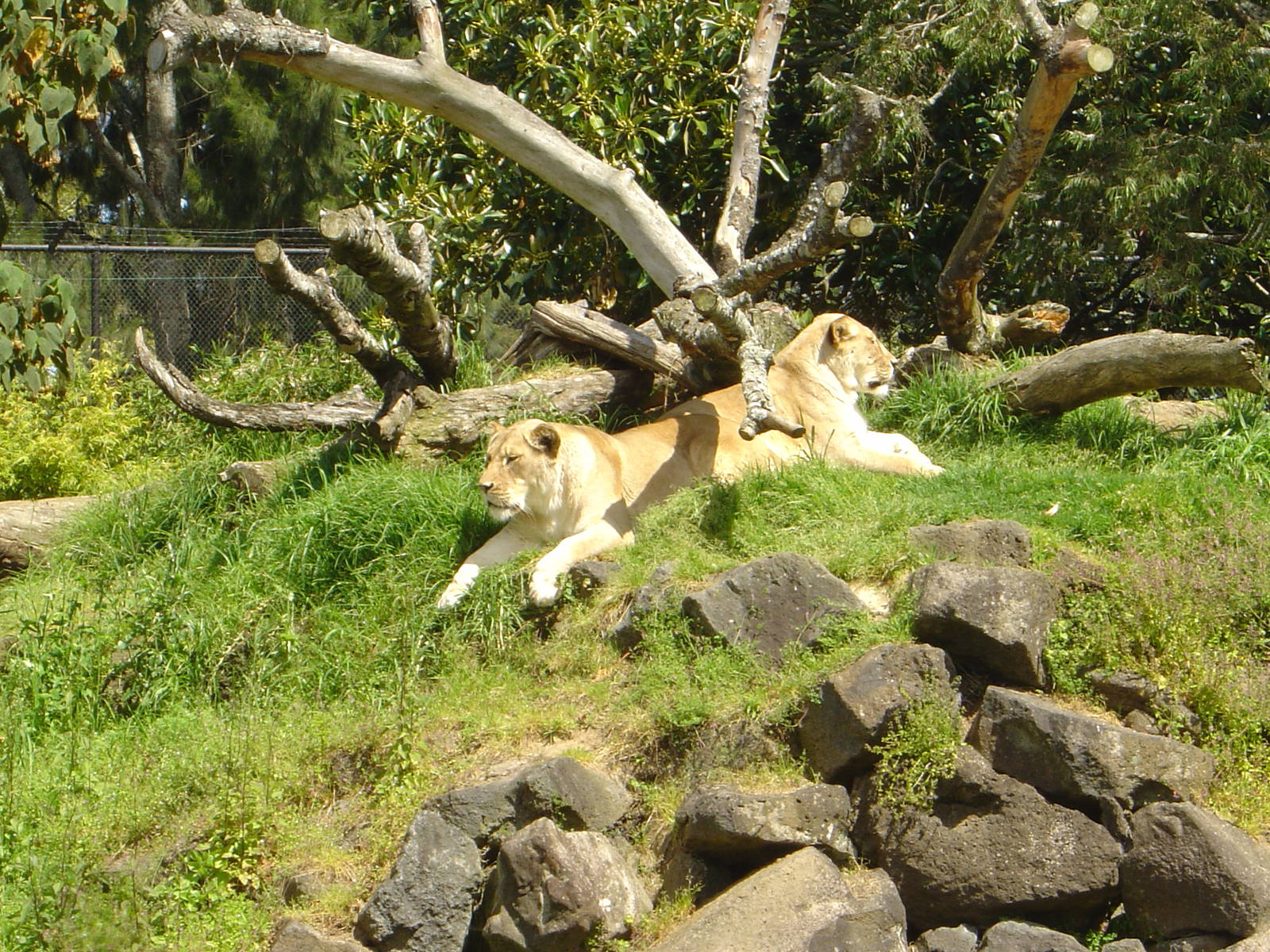 Lions